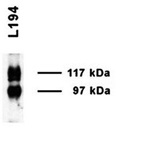 UT-A1 Antibody
