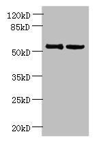 UTP15 antibody