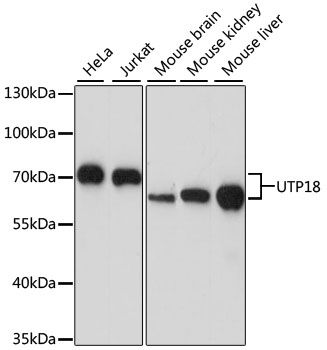 UTP18 antibody