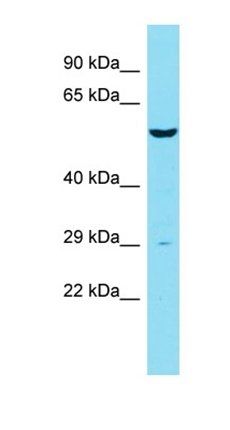 UTP23 antibody