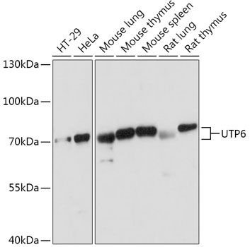 UTP6 antibody