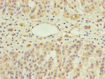UXT Antibody