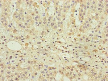 UXT Antibody