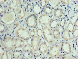 MON1A Antibody