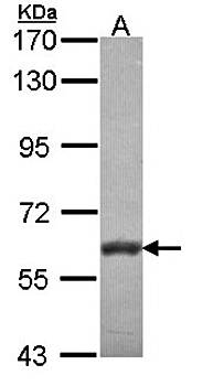 VAM1 antibody
