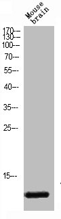 VAMP1 antibody