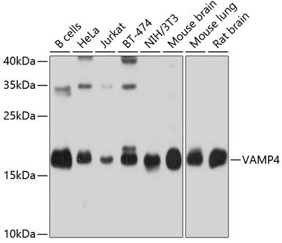 VAMP4 antibody