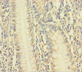 VAMP5 Antibody