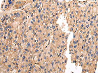 VAMP5 Antibody