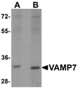 VAMP7 Antibody