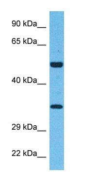 VANG1 antibody