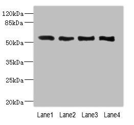 VANGL2 Antibody