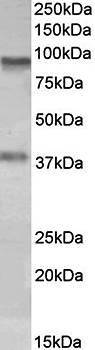 Goat anti-AOC3 / VAP1 Antibody