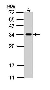 VAPA antibody