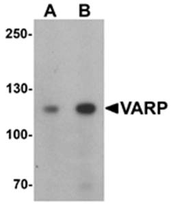 VARP Antibody