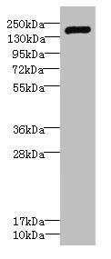 VARS antibody