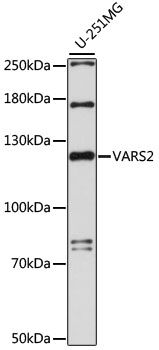 VARS2 antibody