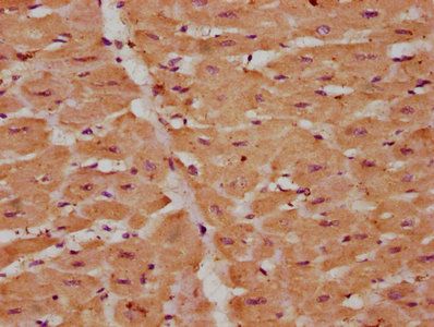 VEGFD Antibody