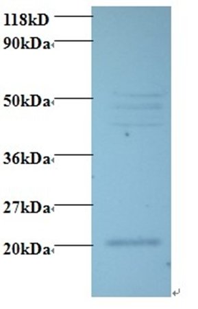 VEGFC Antibody, Biotin conjugated