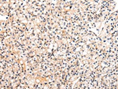 VASH1 antibody