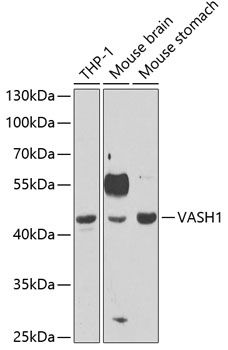 VASH1 antibody