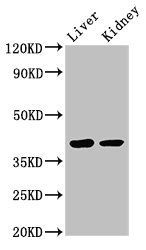 VASH2 antibody