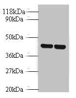 Vasopressin V1b R, antibody
