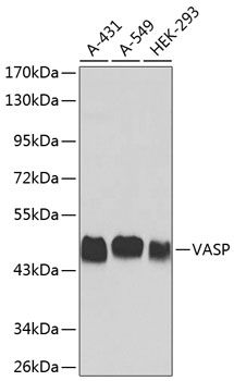 VASP antibody