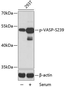 VASP (Phospho-S239) antibody
