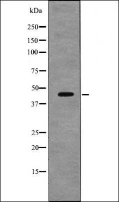 VASP (Phospho-Thr278) antibody