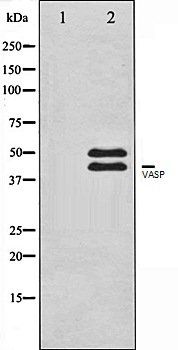 VASP antibody