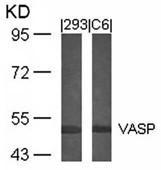 VASP (Ab-239) Antibody
