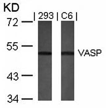 VASP (Ab57) Antibody