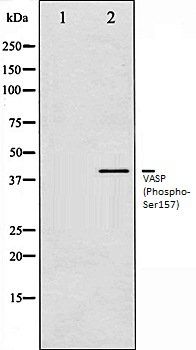 VASP (Phospho-Ser157) antibody
