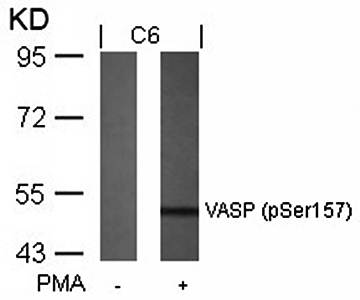 VASP (Phospho-Ser157) Antibody