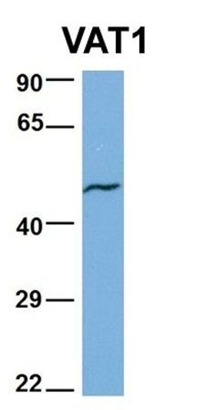 VAT1 antibody