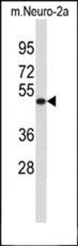 VAT1L antibody