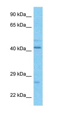 VATE1 antibody