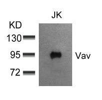 VAV1 (Ab-174) antibody