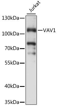 VAV1 antibody