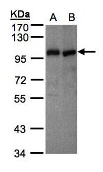 VAV1 antibody