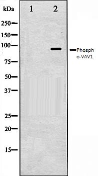 VAV1 (phospho-Tyr174) antibody