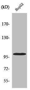 VAV2 Antibody