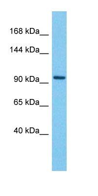 VAV3 antibody