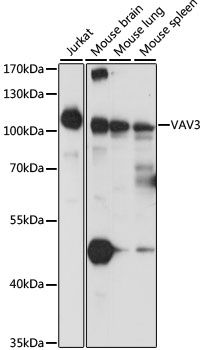 VAV3 antibody