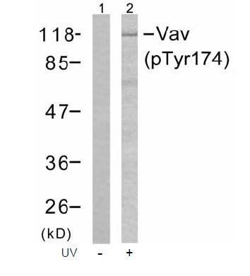 Vav (Phospho-Tyr174) Antibody