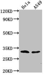 VAX2 antibody