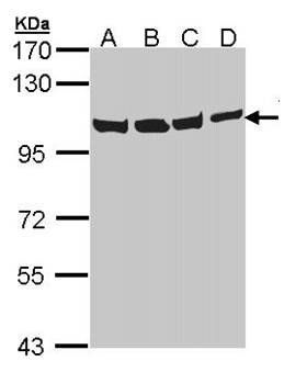 VCP(p97) antibody
