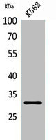VDAC1 Antibody
