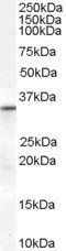 Goat anti-VDAC2 (Internal) Antibody